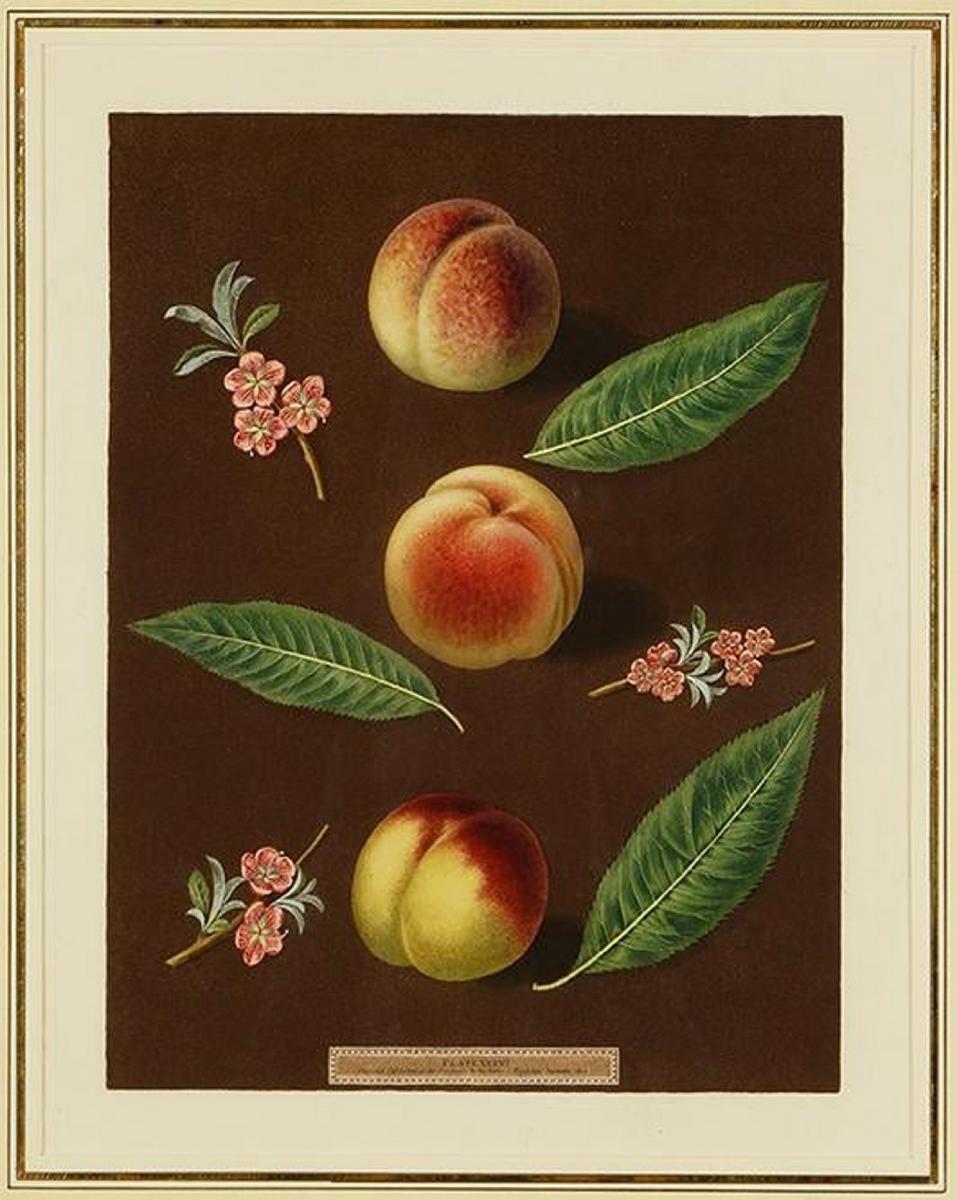 George Brookshaw Engravings of Peaches, Plate XXXVI, 'Pomona Britannica', Dated September 1806