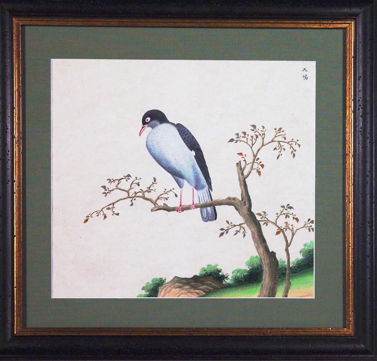 Chinese Export Bird Watercolour Paintings,  Circa 1800-20