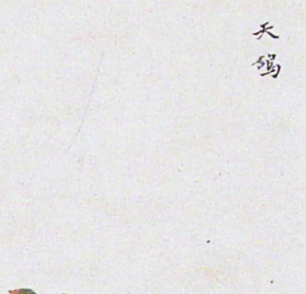 Chinese Export Bird Watercolour Paintings,  Circa 1800-20