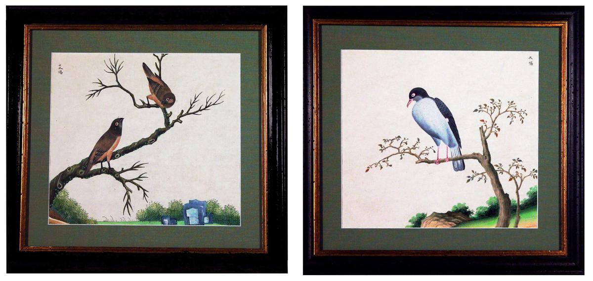 Chinese Export Bird Watercolour Paintings