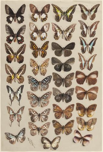 Studies of Butterflies by Marian Ellis Rowan