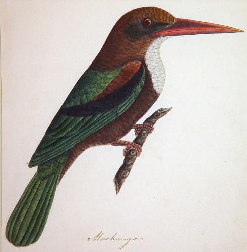 East India Company School Picture of the Bird titled Muchrunga, circa 1780-1820