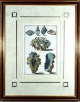 Engravings Depicting Sea Shells, Pair, from Index Testarum Conchyliorum by Niccolo Gualtieri, Engraved by Antonio Pazzi & Giuseppe Menabuoni, 1742