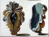 Engravings Depicting Sea Shells, Pair, from Index Testarum Conchyliorum by Niccolo Gualtieri, Engraved by Antonio Pazzi & Giuseppe Menabuoni, 1742