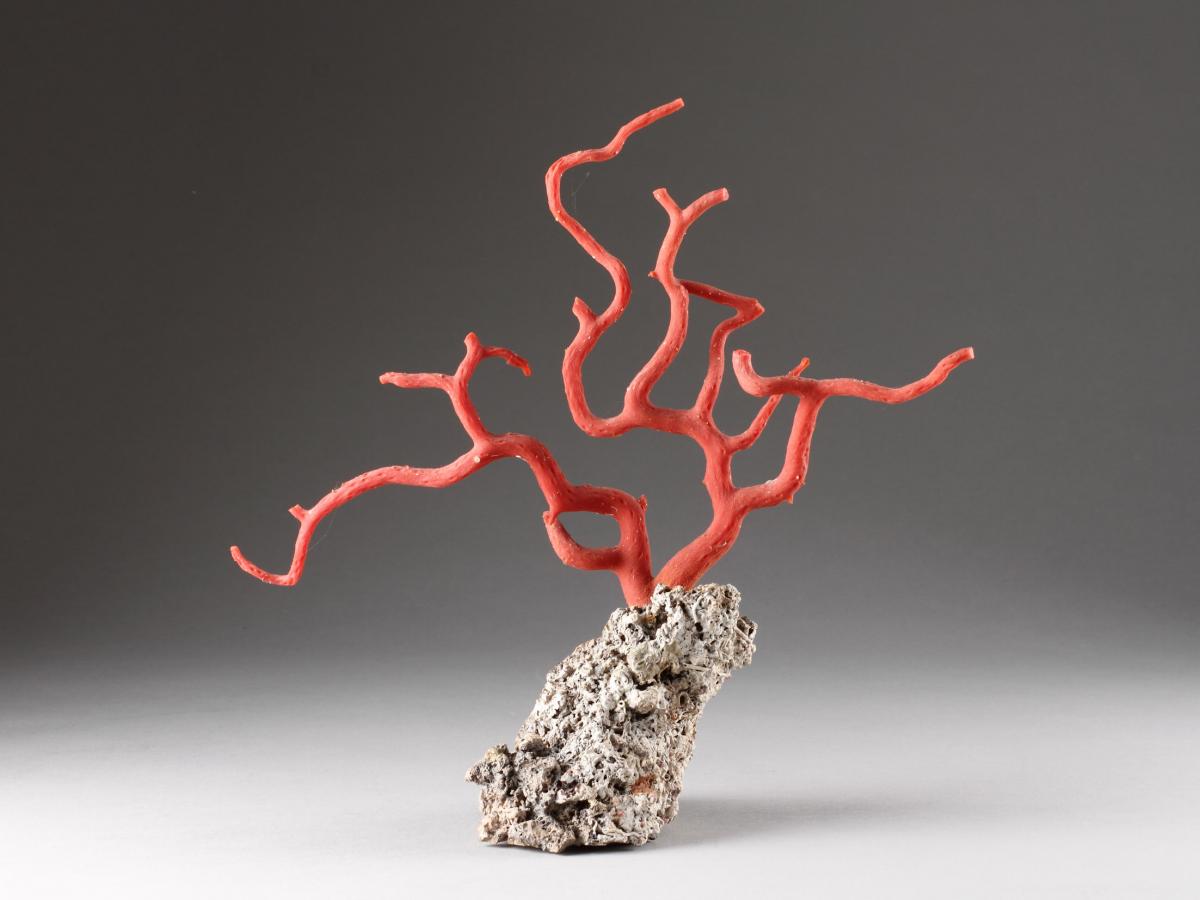 Antique Natural Specimen of a Branch of Red Coral | BADA