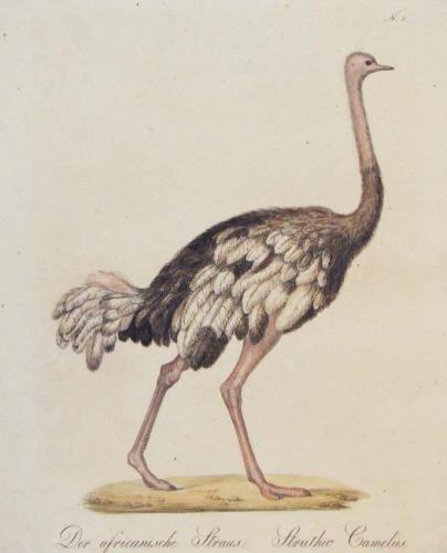 The Ostrich & The Cassowary