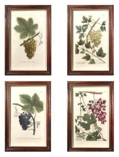 Johann Wilhelm Weinmann  Engravings of Grapes,  Set of Four,  Circa 1740