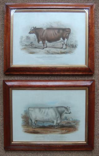 Cattle naive primitive livestock old prints lithographs cow bull animal pictures