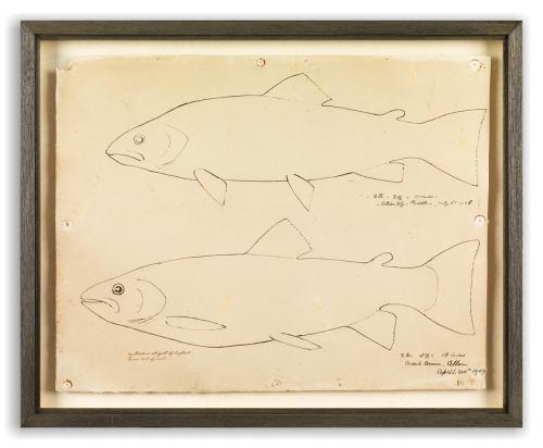 Naïve Folk Art Silhouette Trophy Drawing of Two Brown Trout Weighing 2lbs 2oz and 2lbs 5oz Respectively, Both Facing Left Pen and Ink on Paper English, Inscribed and Dated 1908 and 1909  18 ½" high x 22 ¾" wide (framed)   Inscribed Top Right: - 2lb - 2oz = 17 inches . - Alder Fly - Puddle . July 6th 1908  Bottom Left: in Shallow at foot of Big Pool  Lower Reach of water - 