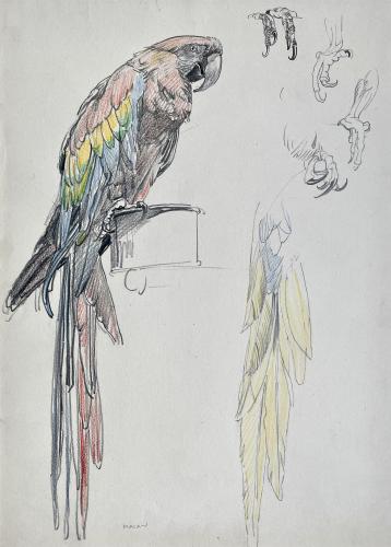 Raymond Sheppard - Drawing of a Macaw