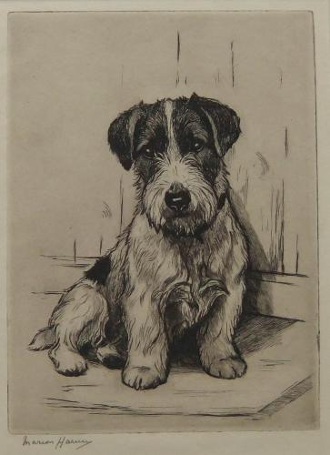 Marion Harvey etching dog pup